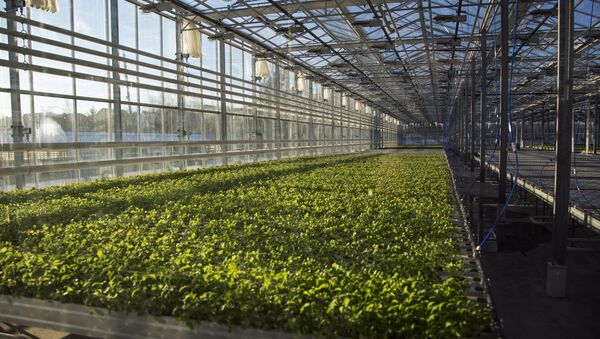 中國企業家擬在克里米亞建立蔬果種植農場網 - 俄羅斯衛星通訊社