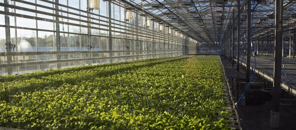 俄滨海边疆区有意与吉林省共同发展农业 - 俄罗斯卫星通讯社