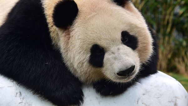 习近平赠与芬兰的大熊猫将于2018年抵该国 - 俄罗斯卫星通讯社