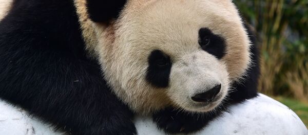 2016年首只大熊貓寶寶在中國降生 - 俄羅斯衛星通訊社