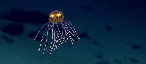 超美！马里亚纳海沟发现神秘水母 - 俄罗斯卫星通讯社
