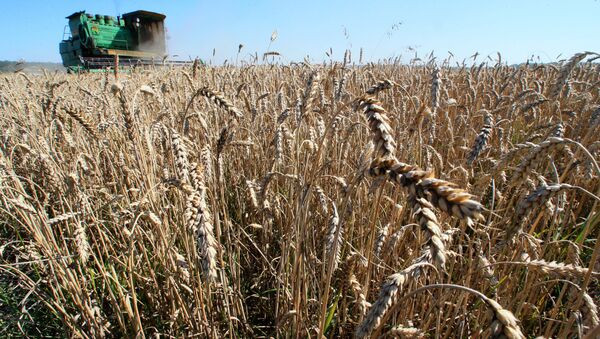 Уборка пшеницы в Калининградской области - 俄罗斯卫星通讯社