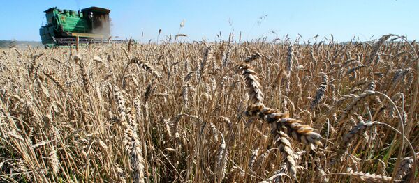 阿穆尔州拟向中国等亚太国家出口小麦近30万吨 - 俄罗斯卫星通讯社
