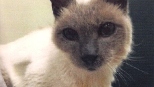 全世界最長壽的貓在美國失蹤 主人認為它已辭世 - 俄羅斯衛星通訊社