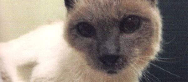 世界上最老的貓去世 - 俄羅斯衛星通訊社