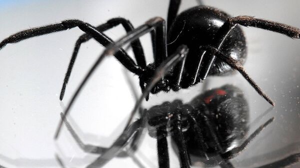 数百只蜘蛛宝宝离窝 蜘蛛妈妈一旁观望（视频） - 俄罗斯卫星通讯社