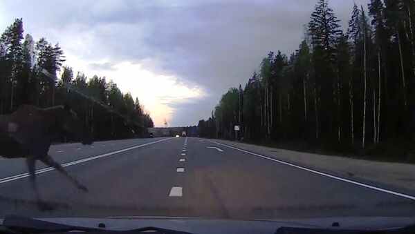 俄罗斯的一则奇闻：由鹿引发的交通事故 - 俄罗斯卫星通讯社