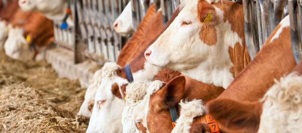 俄中合資農業控股公司2021年前將在西伯利亞建3個養牛場 - 俄羅斯衛星通訊社