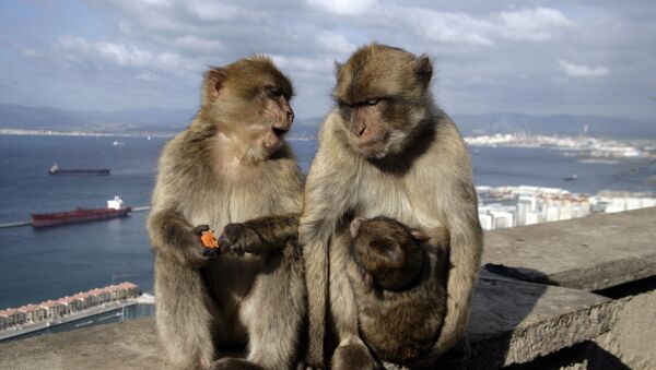数千只饥饿的猴子肆虐泰国两座村庄 - 俄罗斯卫星通讯社
