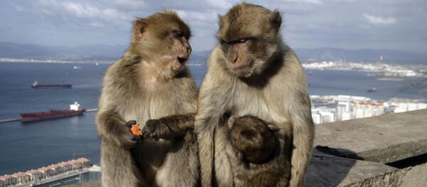 數千隻飢餓的猴子肆虐泰國兩座村莊 - 俄羅斯衛星通訊社