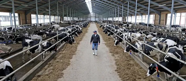 俄中本月15日將討論相互供應畜牧業產品 俄中本月15日將討論相互供應畜牧業產品 - 俄羅斯衛星通訊社