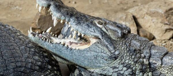 鳄鱼 - 俄罗斯卫星通讯社