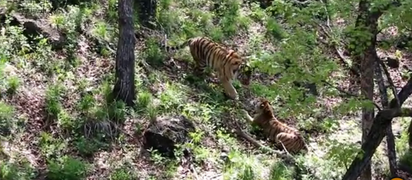 俄濱海邊疆區為老虎“阿穆爾”安排第一次相親 - 俄羅斯衛星通訊社