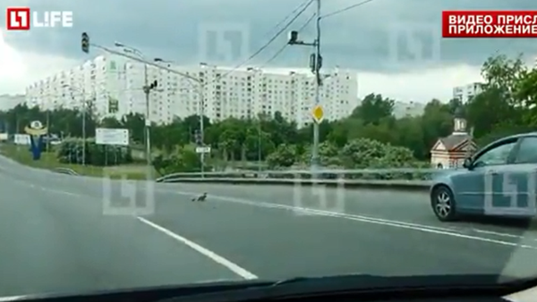 警方封鎖一條熱鬧馬路，以便讓鴨子們通過 - 俄羅斯衛星通訊社