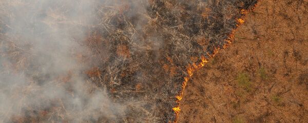 森林火灾 森林火灾 - 俄罗斯卫星通讯社