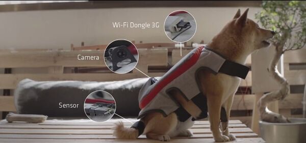  Pedigree “The Posting Tail - 俄罗斯卫星通讯社