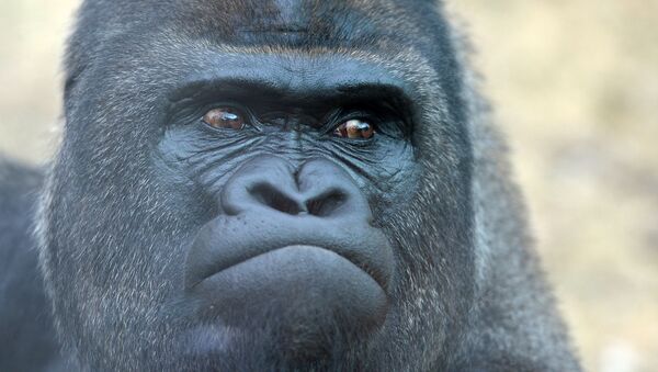 俄亥俄州动物园员工将孩子所落入兽笼的大猩猩射杀 - 俄罗斯卫星通讯社