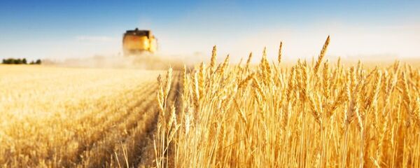 俄车里雅宾斯克州农业部长称中国是推动俄农业发展的最佳引擎 - 俄罗斯卫星通讯社