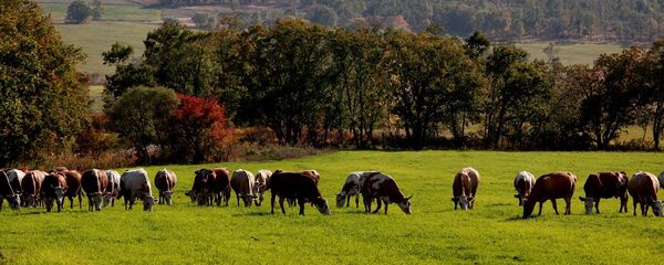 俄農業部副部長：俄將擴大對華農產品出口 - 俄羅斯衛星通訊社
