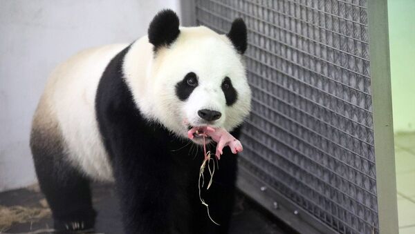 比利时天堂动物园大熊猫生宝宝了 - 俄罗斯卫星通讯社