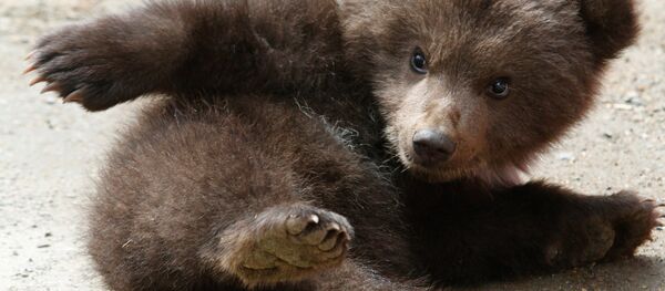 中国男子在自家缓台上发现一只小黑熊 - 俄罗斯卫星通讯社