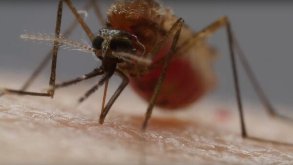 学者们拍下蚊子吸血过程的视频 - 俄罗斯卫星通讯社