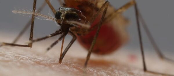 學者們拍下蚊子吸血過程的視頻 - 俄羅斯衛星通訊社