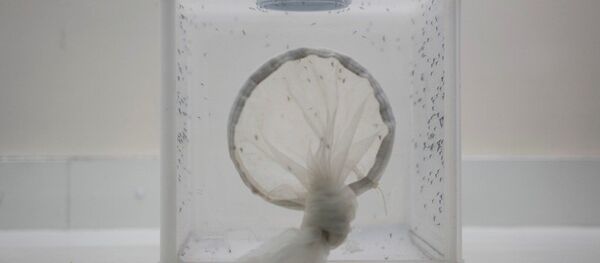 帐子 帐子 - 俄罗斯卫星通讯社