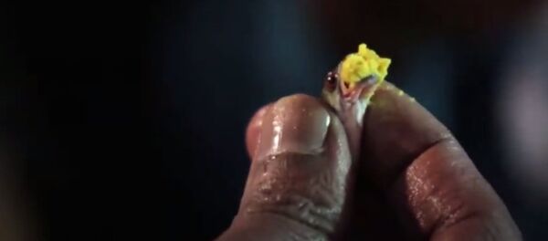 印度人吞生鱼治哮喘 印度人吞生鱼治哮喘 - 俄罗斯卫星通讯社