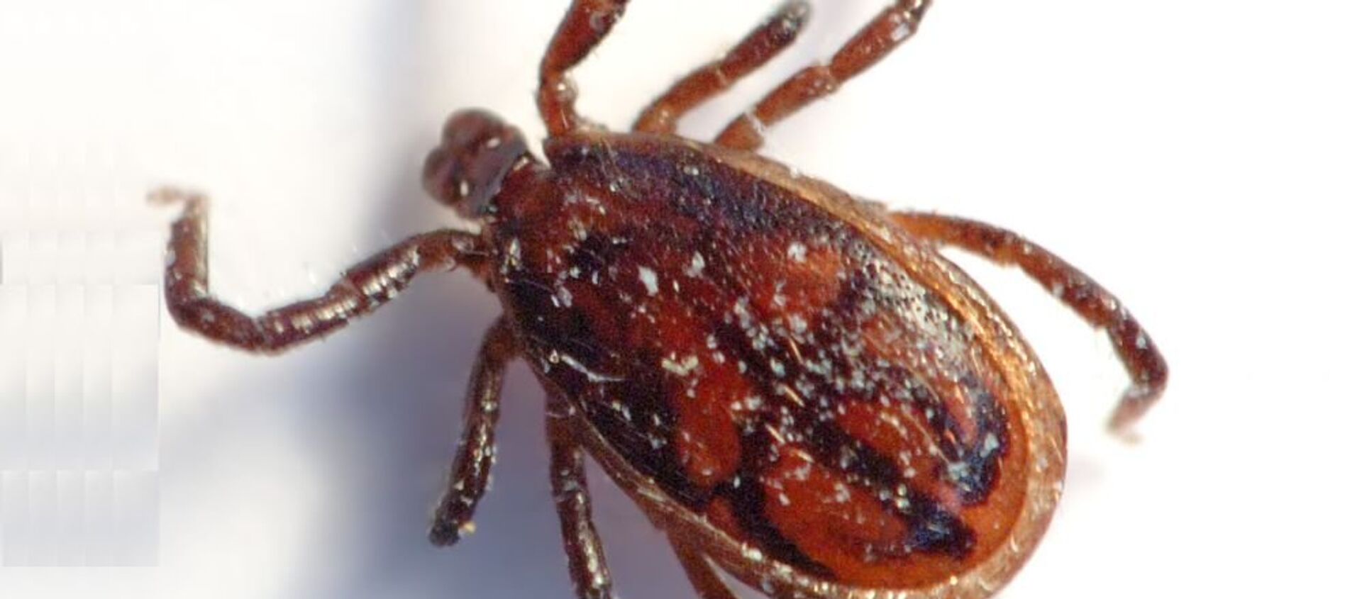 超过160万俄罗斯人已接种蜱传脑炎疫苗 计划完成超270万人的接种工作