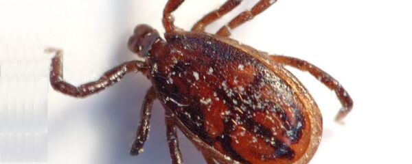 壁蝨 - 俄羅斯衛星通訊社