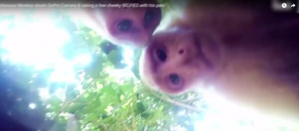 猴子也玩儿自拍 - 俄罗斯卫星通讯社