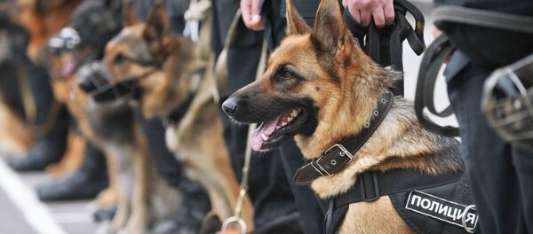 Служебные собаки МВД России - 俄罗斯卫星通讯社