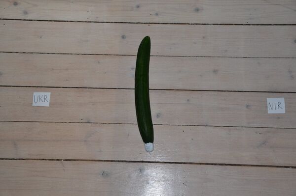 芬兰占卜黄瓜Ennustajakurkku - 俄罗斯卫星通讯社