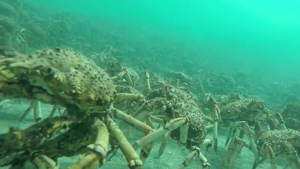 螃蟹大軍向澳大利亞海岸集結 - 俄羅斯衛星通訊社
