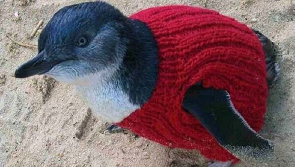 98歲澳大利亞老婦織毛衣保護企鵝免受石油污染 - 俄羅斯衛星通訊社