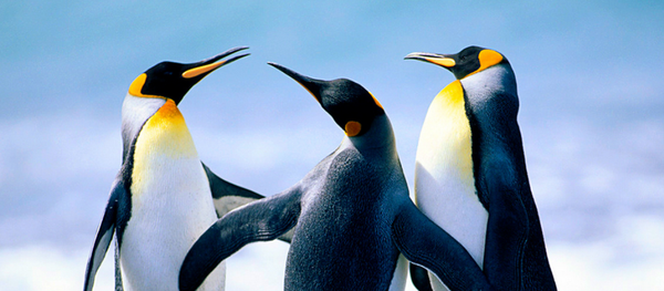 拉脱维亚南极科考队被鸟“洗劫” 拉脱维亚南极科考队被鸟“洗劫” - 俄罗斯卫星通讯社