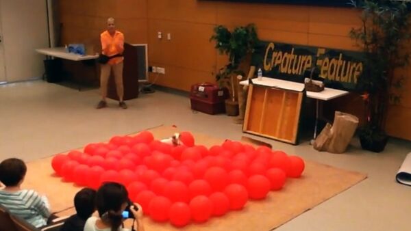 傑克羅素㹴犬39秒鐘內弄破100個氣球 打破世界紀錄 - 俄羅斯衛星通訊社