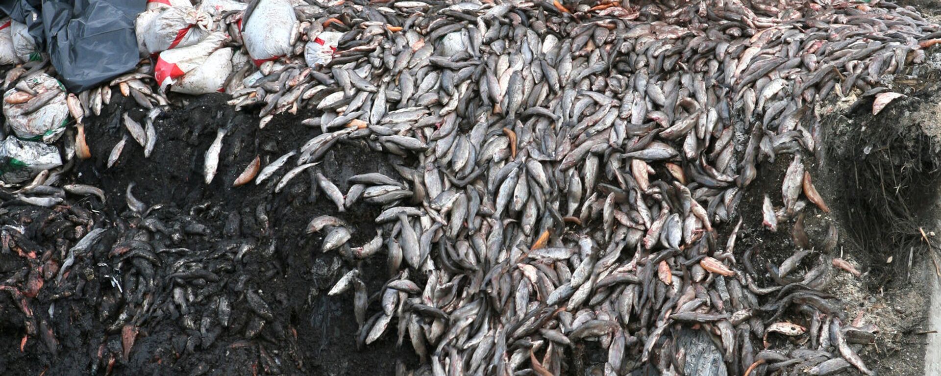 俄政府禁止从不友好国家进口鱼类和海产品成品 - 俄罗斯卫星通讯社, 1920, 25.07.2023