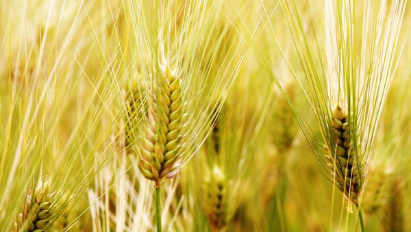 中国将允许俄大麦供应中国市场 - 俄罗斯卫星通讯社