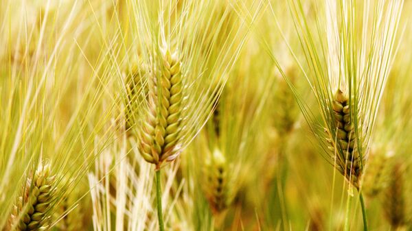 中国将允许俄大麦供应中国市场 - 俄罗斯卫星通讯社