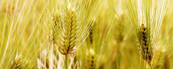 中国将允许俄大麦供应中国市场 - 俄罗斯卫星通讯社