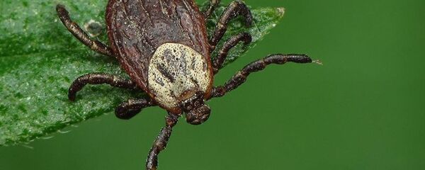 俄罗斯约22万公民被蜱叮咬后就诊 - 俄罗斯卫星通讯社