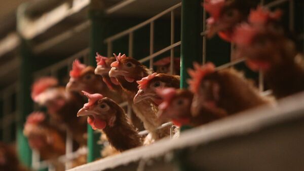 日本西南部因禽流感計劃撲殺大約12萬只雞 - 俄羅斯衛星通訊社