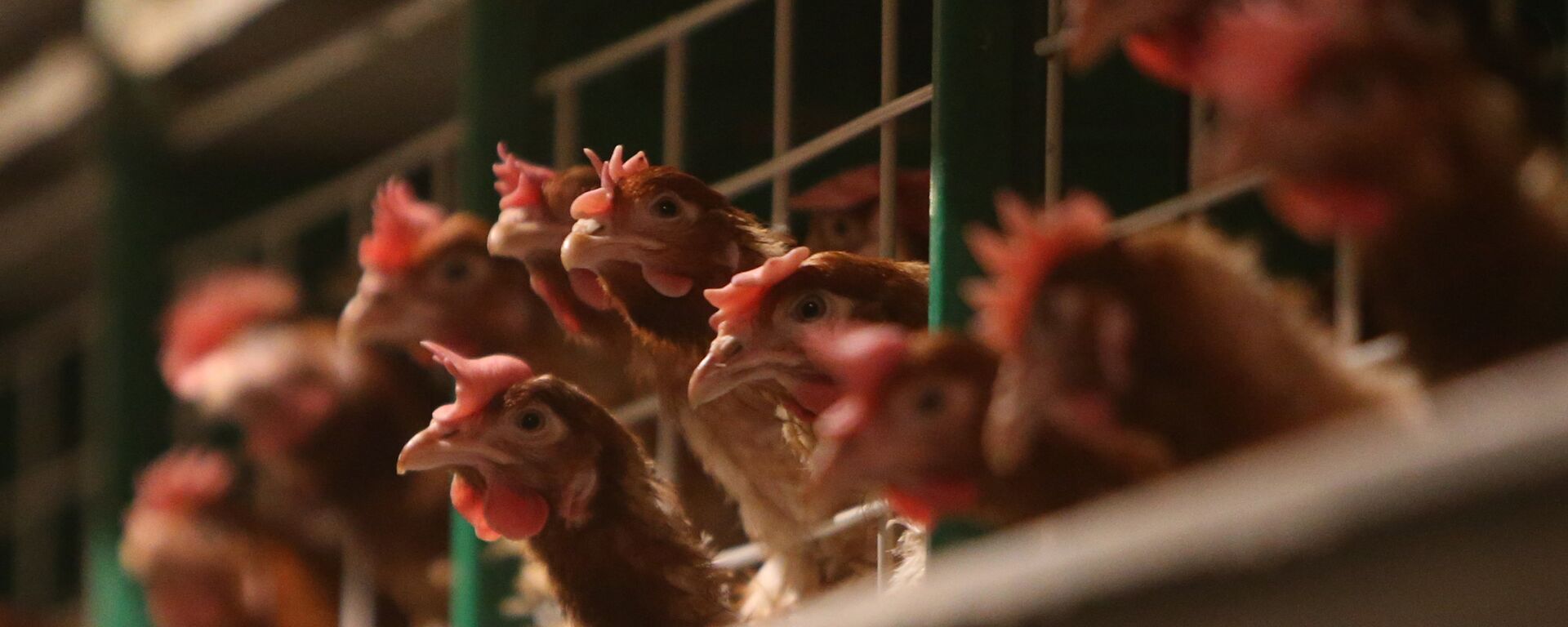 媒體：日本再次爆發禽流感 農場將銷毀7000只雞 - 俄羅斯衛星通訊社, 1920, 12.12.2021