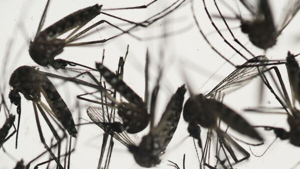 Желтолихорадочные комары, распространяющие вирус Зика в Латинской Америке - 俄羅斯衛星通訊社