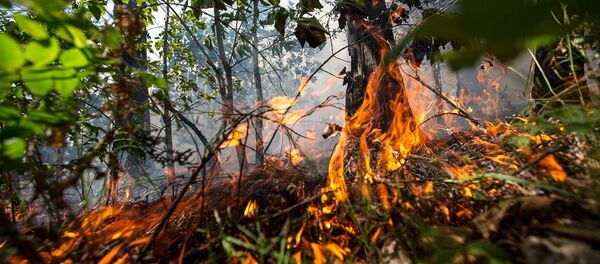 俄西伯利亚森林火灾面积约为1500公顷 - 俄罗斯卫星通讯社