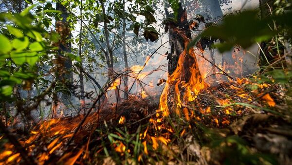 俄克拉斯诺亚尔斯克边疆区森林火灾面积增加一倍 - 俄罗斯卫星通讯社