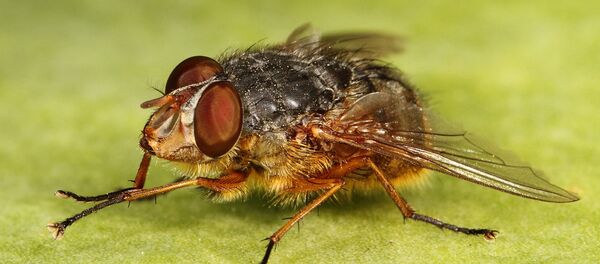 蒼蠅 - 俄羅斯衛星通訊社