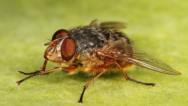 科学家揭示苍蝇为何可怕 - 俄罗斯卫星通讯社